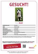 Suchmeldung-Blue-Bild