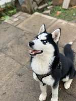 Suchmeldung-Blue-Bild