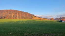 Hundeauslaufgebiet-Römerwelt-Bild