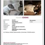 Suchmeldung-Cookie-Bild