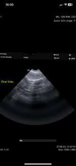 Trächtigkeit oder doch nicht?-Beitrag-Bild