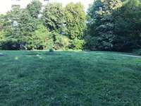 Hundeauslaufgebiet-Alsenpark/Eckernförder Straße-Bild