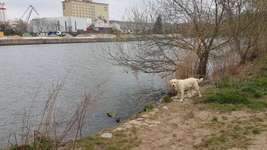 Hundeauslaufgebiet-Zellerau Mainwiesen-Bild