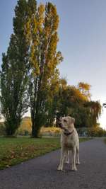 Hundeauslaufgebiet-Zellerau Mainwiesen-Bild