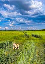 Hundeauslaufgebiet-Maisfeld-Runde-Bild