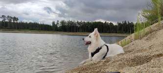 Hundeauslaufgebiet-Schwaiger Kieswerk-Bild