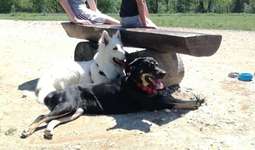 Hundeauslaufgebiet-Wirffelstraße-Bild