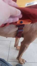 Ruffwear Frontrange Rucksack-Beitrag-Bild