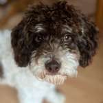 Ersteller:in Britta Profilbild