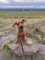 Rhodesian Ridgeback Ruhrgebiet-Beitrag-Bild