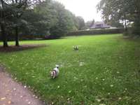 Hundeauslaufgebiet-Am Isfeld-Bild