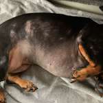 Impfungen beim Hund bei starken Hautproblemen-Beitrag-Bild