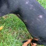 Impfungen beim Hund bei starken Hautproblemen-Beitrag-Bild