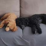 Ersteller:in Skylla Profilbild