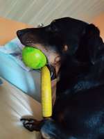 Dosierung von Riopan beim Hund-Beitrag-Bild