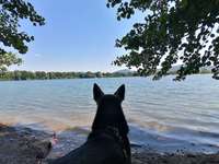 Hundeauslaufgebiet-Hundestrand Waidsee Weinheim-Bild