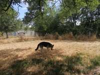 Hundeauslaufgebiet-Mannheim Wallstadt-Bild