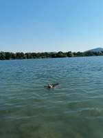 Hundeauslaufgebiet-Hundestrand Waidsee Weinheim-Bild