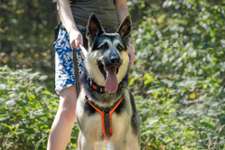 Universal Allzweck Sündenbock Schäferhund-Beitrag-Bild