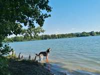 Hundeauslaufgebiet-Hundestrand Waidsee Weinheim-Bild
