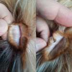 Henry's Pocket-Beitrag-Bild