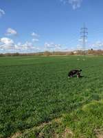 Hundeauslaufgebiet-Mühlgraben Knauthain-Bild