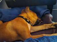 Boxerdor-Beitrag-Bild