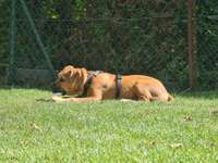 Boxerdor-Beitrag-Bild