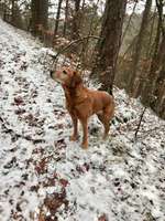 Hundeauslaufgebiet-Helenental-Bild