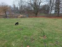 Hundeauslaufgebiet-Baurstraße-Bild