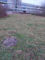 Hundeauslaufgebiet-Groth Park-Bild