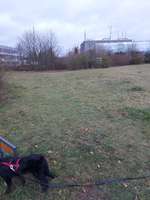 Hundeauslaufgebiet-Groth Park-Bild