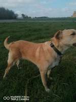 Hundeauslaufgebiet-Dremmenerfeld und Umgebung-Bild