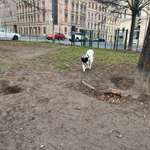 Hundeauslaufgebiet-Cottbuser/Rauschwalder-Bild