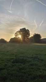 Hundeauslaufgebiet-Hochheimer Mainwiese-Bild