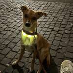 Ersteller:in Anni Profilbild