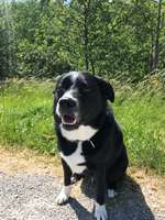 Hund riecht plötzlich nach "Hund"-Beitrag-Bild