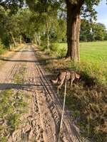 Hundeauslaufgebiet-Ekerner Moor-Bild