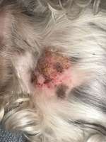 Z.n. Zeckenbiss-Beitrag-Bild