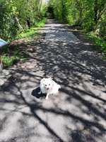 Hundeauslaufgebiet-Bulderner Seen-Bild