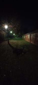 Hundeauslaufgebiet-Hundewiese Emstek-Bild