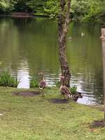 Hundeauslaufgebiet-Kiwittsmoor-Bild