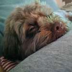 Ersteller:in Daniela Profilbild