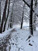 Hundeauslaufgebiet-Waldlehrpfad Freienbach-Bild