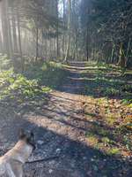 Hundeauslaufgebiet-Waldlehrpfad Freienbach-Bild