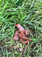 Futterumstellung-Beitrag-Bild