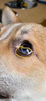 Augenverfärbung-Beitrag-Bild