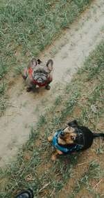 Hundeauslaufgebiet-Hölloch-Bild