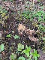 Rattengift?-Beitrag-Bild