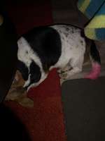 Suchmeldung-Jule-Bild